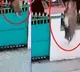 leopard jumps gate and attack on dog