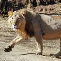 PJR Daughters adopt Asiatic Lion in Hyderabad zoo