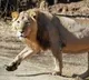 PJR Daughters adopt Asiatic Lion in Hyderabad zoo