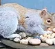 death sentence for psycho squirrel in britain