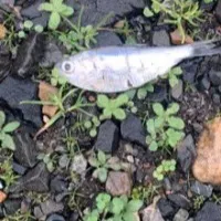 Dead fish rain inTexarkana town