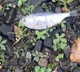 Dead fish rain inTexarkana town