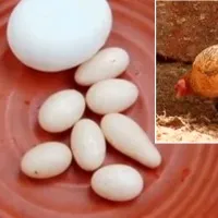Eggs in the size of grapes Kerala hen takes internet viral
