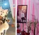 Dog gets a lavish party worth Rs 7 lakhs for its birthday in Ahmedabad