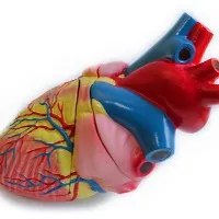 IIT Kanpur set to make artificial heart