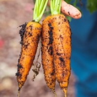 Superfoods for healthy skin during Winters