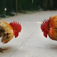 Enforce cockfighting ban, Centre tells Andhra as PETA cries foul