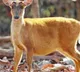 Barking Deer appeared in Telangana after 15 Years