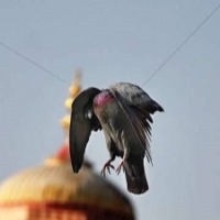 Telangana Forest Department moves to implement ban on 'manjha'