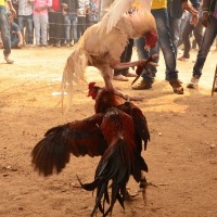 Crores change hands as cockfights held in Andhra despite ban, pandemic