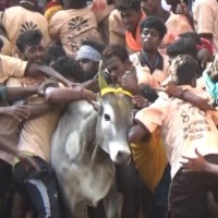 Jallikattu winner to get a car sponsored by TN CM