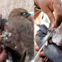 Banned Manja claims life of a man in Telangana