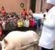 Chinies students receive piglets as a reward for hard work