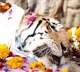 Super Mom tigress in Madhya Pradesh is no more