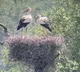 Foreign birds visits every year this village in Prakasham district