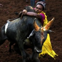 Jallikattu in Alanganallur in TN underway