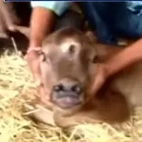 Three eyed Calf in Chhattisgarh