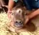 Three eyed Calf in Chhattisgarh