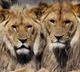 Lions at South African zoo caught COVID