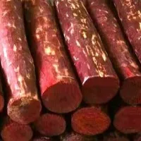 Pushpa movie sciene in Ravuru forest red sandalwood smugglers caught