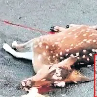 Accident on Thirumala Ghat Road Deer giving birth to a baby while dead
