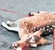 Accident on Thirumala Ghat Road Deer giving birth to a baby while dead