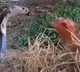 Mother hen fights with cobra to save her eggs Viral video