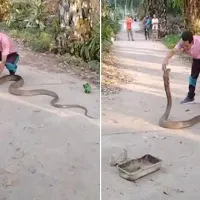 Man Catches Massive King Cobra With Bare Hands