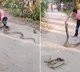 Man Catches Massive King Cobra With Bare Hands