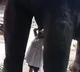 Toddler girl drinks milk from elephant in Assam, video goes viral