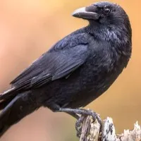 Obalapura villagers doggedly harassed by a single crow