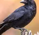 Obalapura villagers doggedly harassed by a single crow
