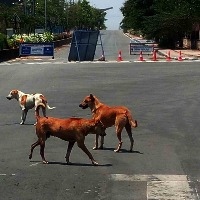 K'taka police book youth who ran his car on street dog