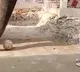 Assam Girl Plays Football With Elephant Tries To Drink Milk