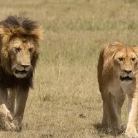 Lioness killed Zoo keeper and escaped with mate in Tehran