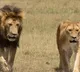 Lioness killed Zoo keeper and escaped with mate in Tehran