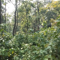 India 10th largest country by forest area: Economic Survey