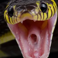 Kerala famous snake catcher Vava Suresh in hospital after the cobra bit him