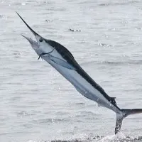 Fisherman died in marlin fish attack in Visakhapatnam