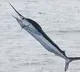 Fisherman died in marlin fish attack in Visakhapatnam