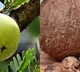 Consume these superfoods for thyroid health