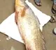 fish sold for 4 lakhs