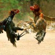 Man dies while fleeing as knife tied to rooster pierces his stomach