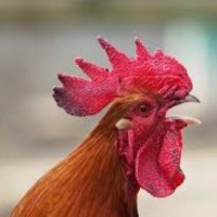 Rooster charged Rs 30 for 'travelling' in TSRTC bus