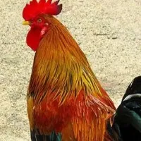 Conductor collected Rs 30 ticket to a Cock RTC MD Sajjanar fires