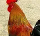 Conductor collected Rs 30 ticket to a Cock RTC MD Sajjanar fires