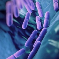 Next-gen probiotic that provides hope for longevity developed in India