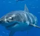 Sydney Beaches Close After First Fatal Shark Attack In 60 Years