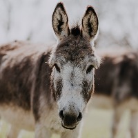 Telangana Congress leader arrested for stealing donkey
