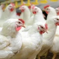 Bird Flu identified in Maharashtra